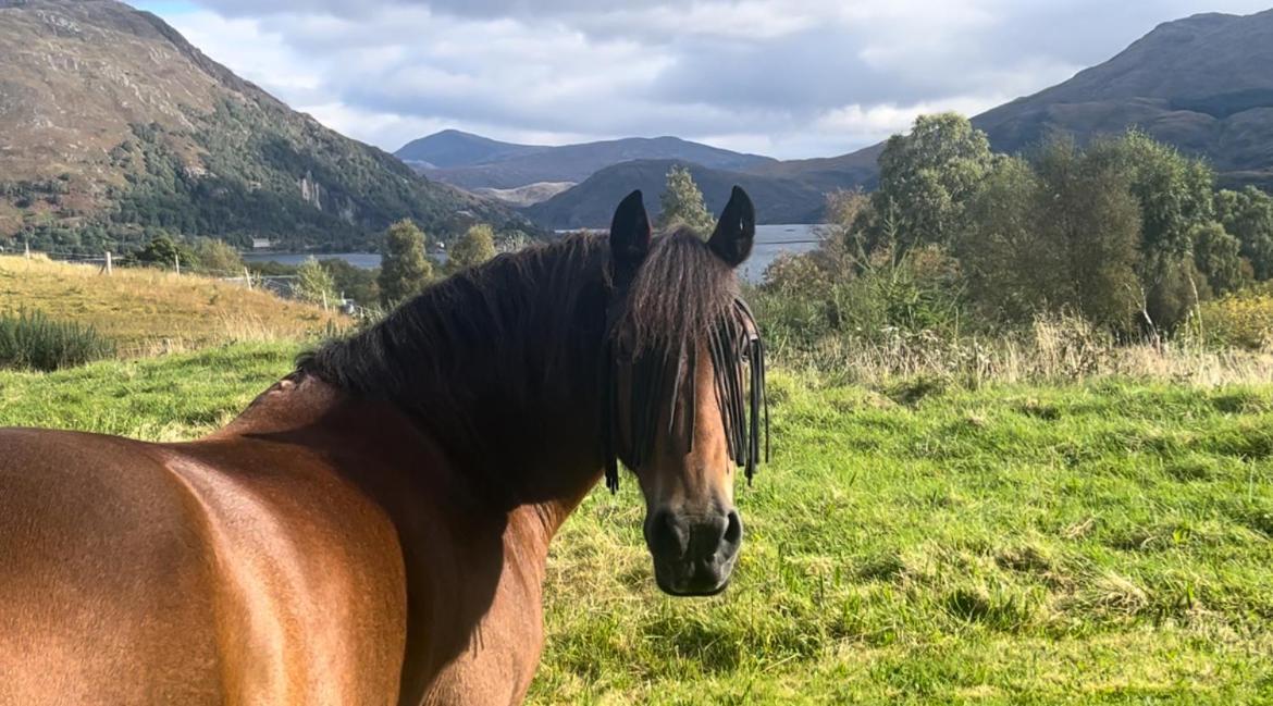 Ceo Mara Croft B&B & 2 Luxury Cabins Taynuilt Eksteriør bilde